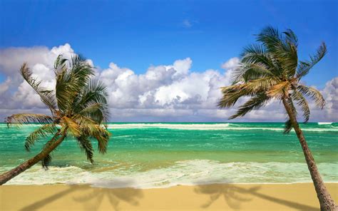 beach palms ocean wallpaper