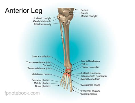 human leg bone structure human anatomy details