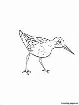 Sandpiper Drawing Pages Coloring Bird Getdrawings Drawings Paintingvalley Cute Crafts 1coloring sketch template