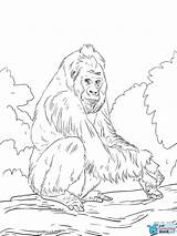 Gorilla Orangutan Lowland Llanura Pianura Gorila Supercoloring Banane Albero Scimmie Justcoloringbook sketch template