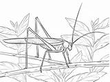 Grilo Saltamontes Colorir Heuschrecke Dibujo Katydid Ausmalbild Cricket Categorias Categorías sketch template