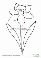 Daffodil Colouring Outline Drawing Pages Flower Clip Color Spring Welsh Coloring Flowers Easy Kids Simple Drawings Activityvillage Clipart Patterns Children sketch template