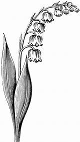 Gladiolus Flower Drawing Clipartmag sketch template