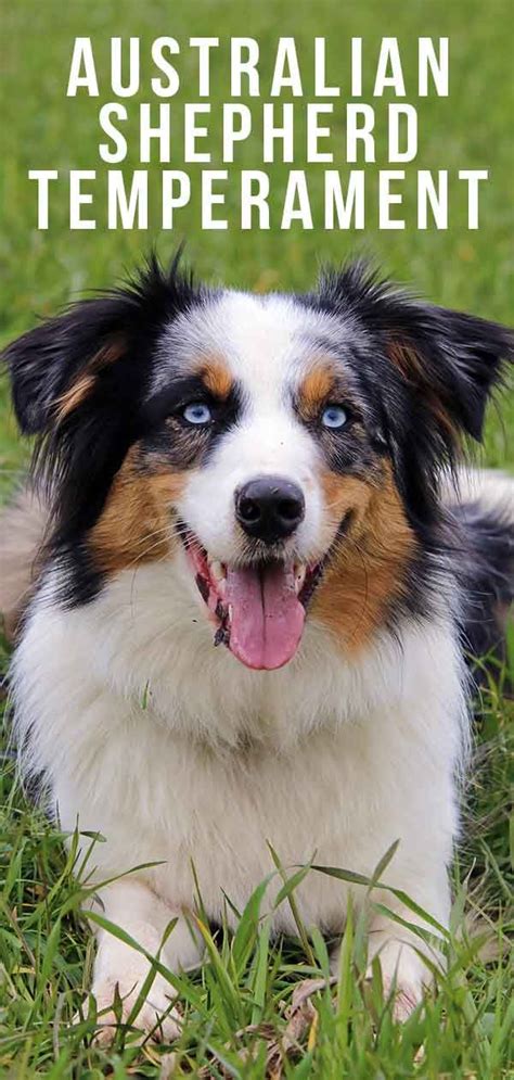 australian shepherd temperament the pros and cons of a loyal breed