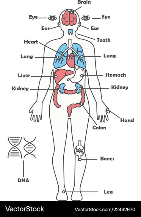 male human anatomy body internal organs royalty  vector