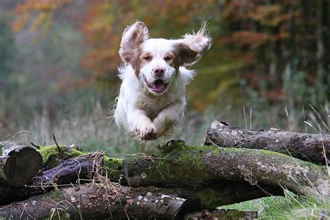 clumber spaniels hampshire country sports day