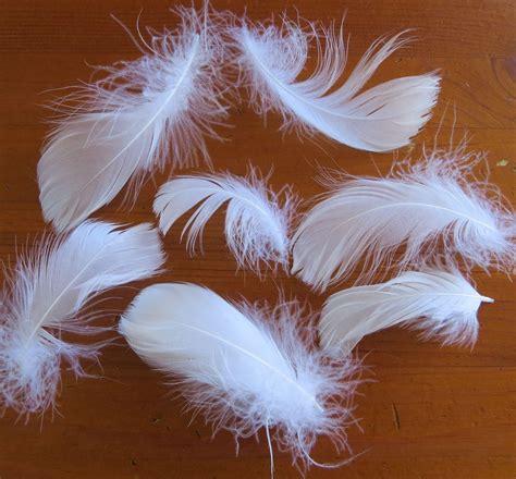 white loose feathers feathergirl