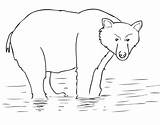 Coloring Alaska Bear Brown Pages Printable Bears Mask Categories Supercoloring sketch template