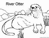Otter Coloring Pages River Colouring Clip Education Print Printable Resources Library Popular North American Getcolorings Coloringhome sketch template