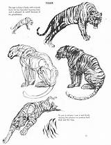 Drawing Anatomy Cat Animal Tiger Reference Drawings Sketches Tumblr Animals Tigre Ref Book Ken Sketch Hultgren Illustration References Character Draw sketch template