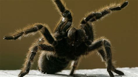 Thousands Of Dancing Tarantula Males Are Looking For Spider Sex In