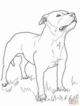 Staffordshire Staffy Supercoloring Pitbull Tegning Cani Colorir Ferdinand Bullterrier Razza Amstaf Ausmalbild Terriers Categorias sketch template