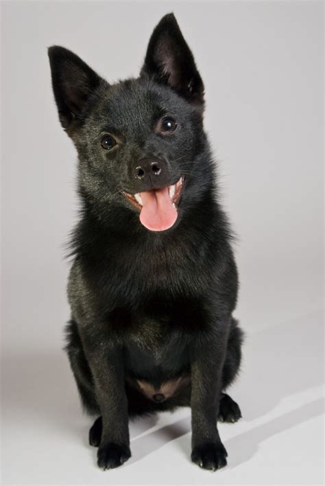 schipperke breed information   thriftyfun