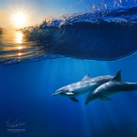 two beautiful dolphins beautiful photography fribly