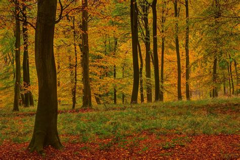 herbst foto bild jahreszeiten herbst wald bilder auf fotocommunity