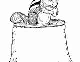 Ground Coloring Pages Squirrel sketch template