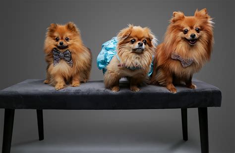 swanky paws launches     vip insta dog party australian