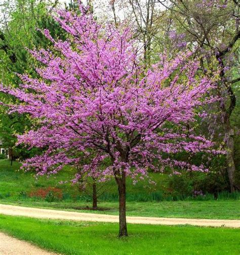 deciduous trees forest pansy redbud beach landscaping beach