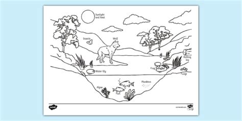 ecosystem labelled colouring sheet colouring sheets