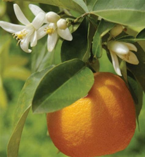 orange sweet citrus sinensis natural alchemy