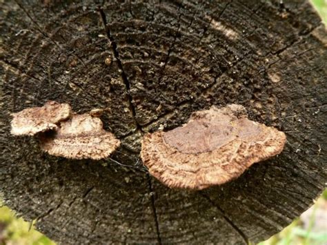 free picture mushrooms tree log