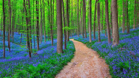 blue forest hallerbos belgium backiee