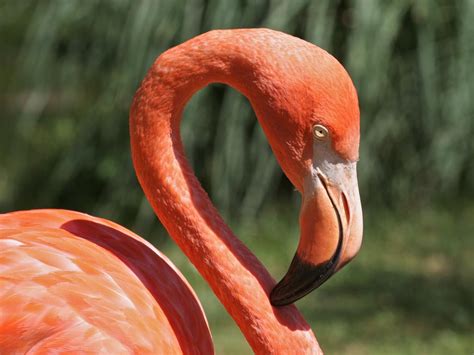 pink flamingo abbiemcgilvery