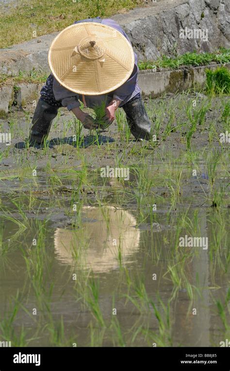 Female Rice Farmer Wearing Rice Straw Hat Planting Rice Shoots By Hand