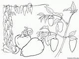 Colorkid Coloring Pepper Bulgarian sketch template