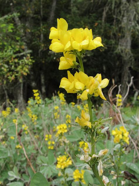 thermopsis macrophylla wikipedia