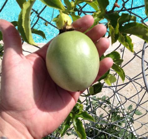 Passiflora Edulis – Frederick – Edible Purple Passion Fruit Plant