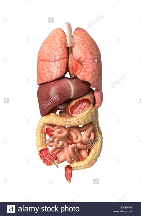 Human Male Anatomy Internal Organs Alone Full Respiratory And Stock