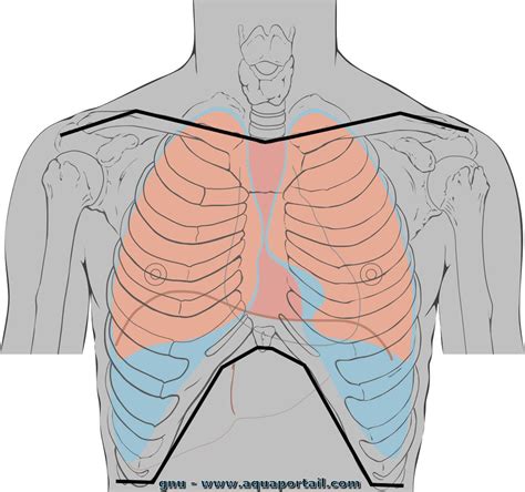 thorax definition  explications