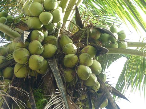 manfaat mengkonsumsi kelapa hijau  ibu hamil    blog