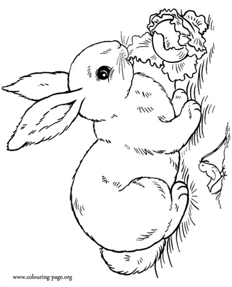 rabbits  bunnies  rabbit eating salad coloring page