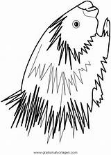 Istrice Stachelschwein Porcospino Animale Verschiedene Malvorlage Kategorien sketch template