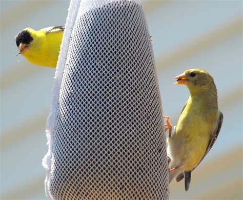 american goldfinch male  female goldfinch terry bucknall flickr