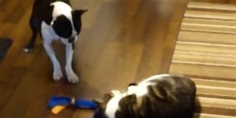 boston terrier so wants his toy back from mean cat huffpost