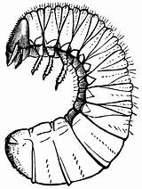 Grubs Larvae Scarabs Beetles Turfgrasses Ornamental Commonly Tiff sketch template