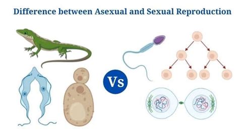 Asexual Vs Sexual Reproduction Overview 18 Differences Examples
