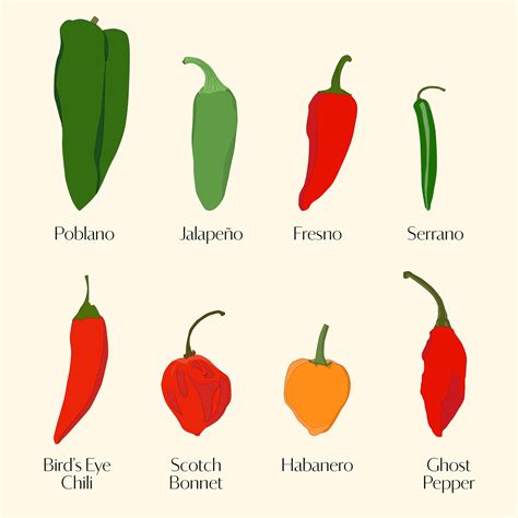 ultimate guide  chile peppersfrom mild  spicy