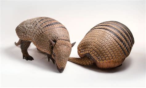 armadillo courtship is the joy of the chase—and the catch