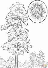 Pine Tree Coloring Pages Drawing Red Trees Cedar Line Printable Cone Clipart Getdrawings Popular Categories sketch template