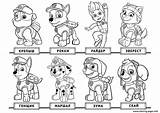 Pups Patrulha Canina Pobarvanke Everest Coloringpages2019 Getcolorings Badges Otroke sketch template