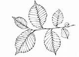 Coloring Elm Leaf Tree Foliage Leaves Birch Template Pages Colorkid sketch template