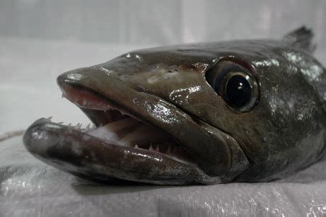 marketing team sell patagonian toothfish   im writing