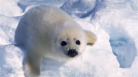 polarregionen arktische tierwelt polarregionen natur planet wissen