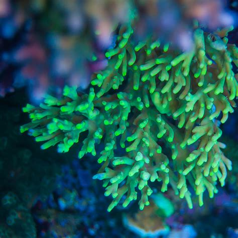 aculeus top corals
