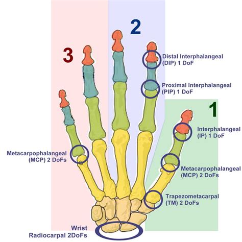 human hand structure  joints   human hand   relative