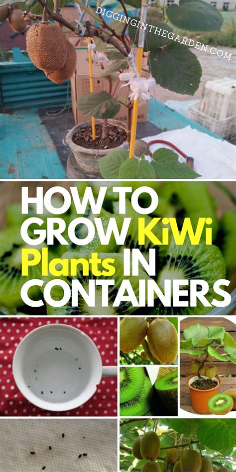 grow kiwi plants  containers